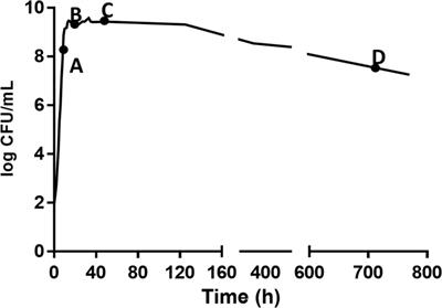 The Effect of Previous Life Cycle Phase on the Growth Kinetics, Morphology, and Antibiotic Resistance of Salmonella Typhimurium DT104 in Brain Heart Infusion and Ground Chicken Extract